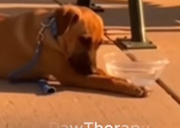 H0303005_He abandoned puppy on bench#rescueanimals