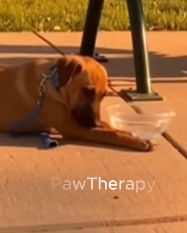 H0303005_He abandoned puppy on bench#rescueanimals