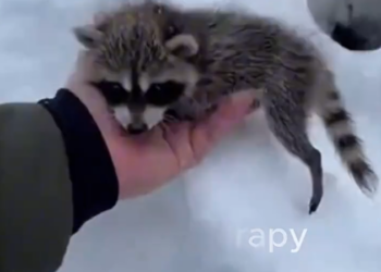 H0303006_My husky found baby raccoon#rescueanimals #animal