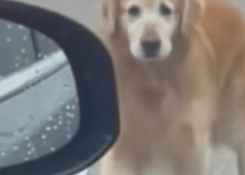 H0303007_Golden Retriever abandoned on Fogggy Night