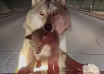 H0303009_Mother wolf was desperate to her pup #rescueanimals