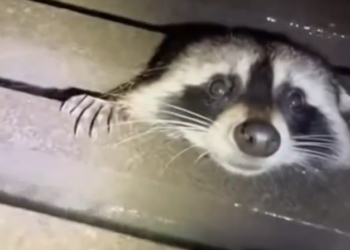 H0303010_saved raccoon drowning#rescueanimals #animal