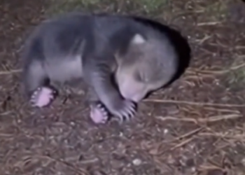 H0303011_Injured Mother Bear Left Her Newborn at Tent