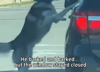 H0303013_Husky abandoned on highway #rescueanimals #animals