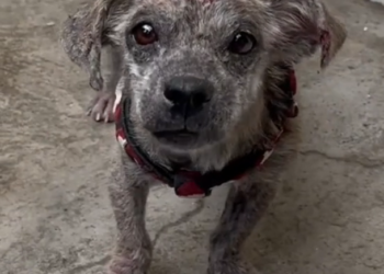 H2802010_Thanks to your support, we re helping animals like