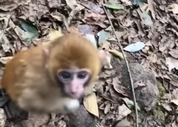 H0303014_baby monkey was abandoned needed help