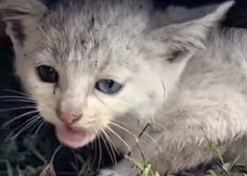 H0303016_tiny kitten left in bush. One kind man chang