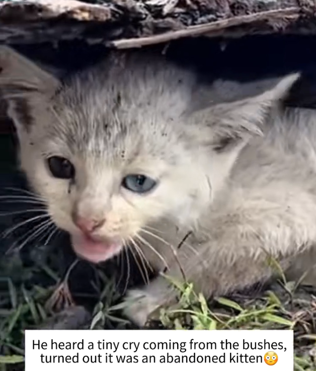 H0303016_tiny kitten left in bush. One kind man chang