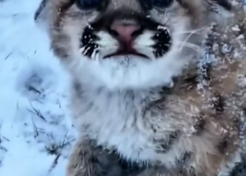 H0303017_babby leopard was crying alone in snow