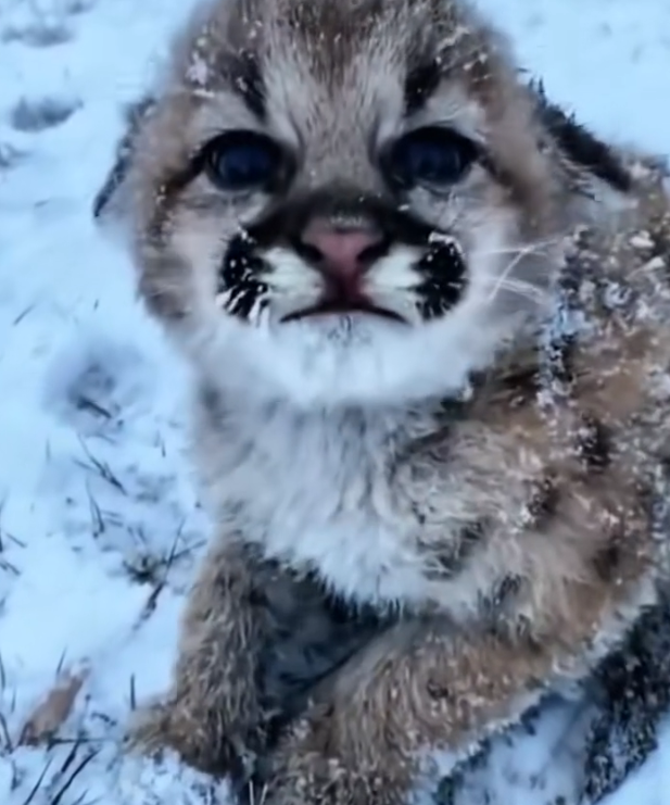 H0303017_babby leopard was crying alone in snow