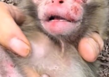 H0303018_kind man rescued adopted baby monkey