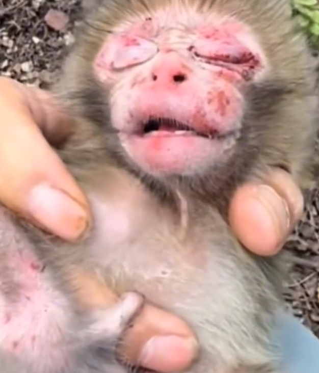 H0303018_kind man rescued adopted baby monkey