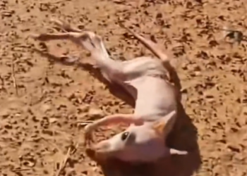 H0303019_man found baby kangaroo stranded on road