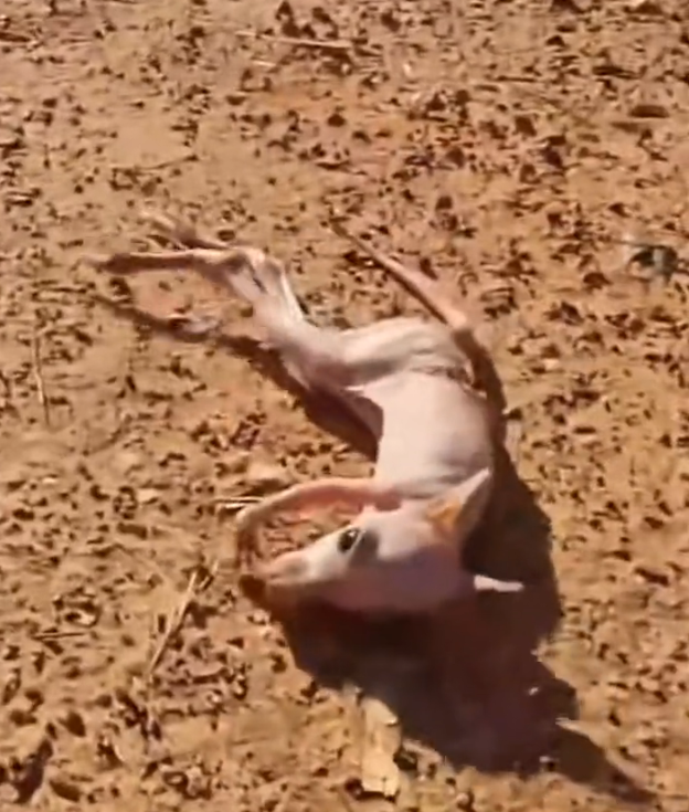 H0303019_man found baby kangaroo stranded on road