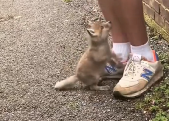 H0303021_lost baby fox came to me help. couldn