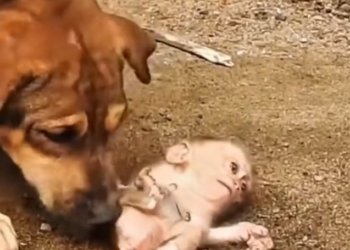 H0303022_little monkey was frightened being bullied