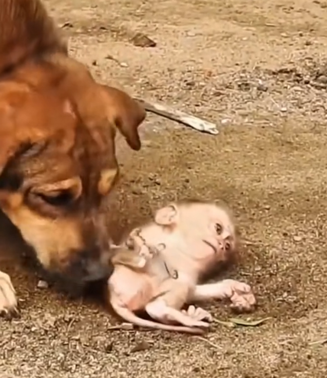 H0303022_little monkey was frightened being bullied