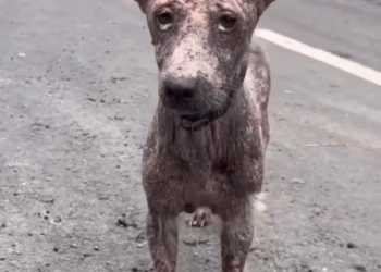 H2802002_Can you believe is same dog End of decem