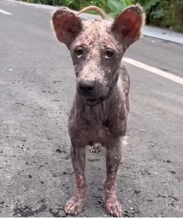 H2802002_Can you believe is same dog End of decem