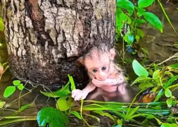 H0303023_baby monkey was found alone without its mother