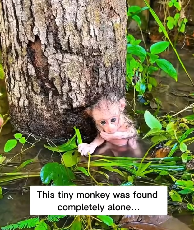 H0303023_baby monkey was found alone without its mother