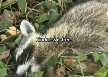 H0303026_woman found an exhausted racoon lying under