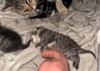 H0303027_Everyone said it was too late but she didn give