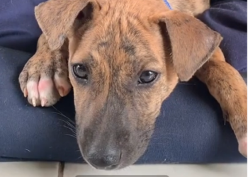 H2802011_Benny can thank you enough We rescued him two