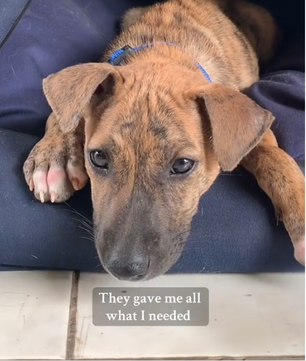 H2802011_Benny can thank you enough We rescued him two