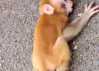 H0303029_baby monkey was in serious danger until someon