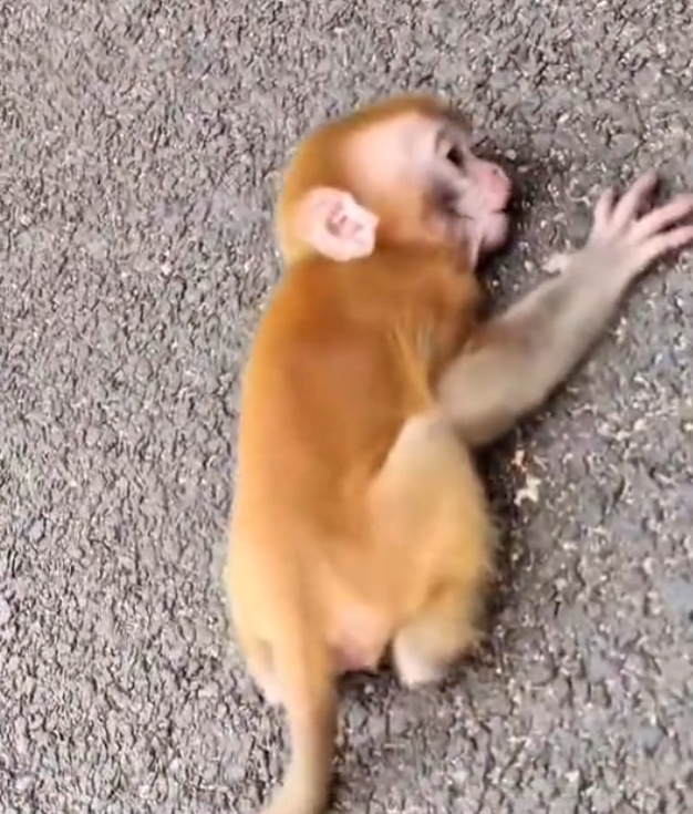 H0303029_baby monkey was in serious danger until someon