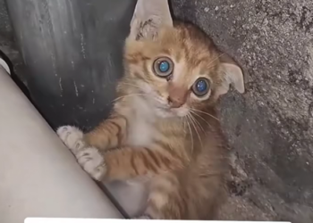 H0303030_Would you have helped Follow more rescue