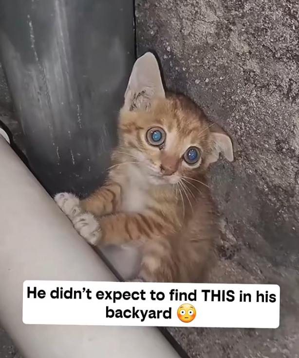 H0303030_Would you have helped Follow more rescue