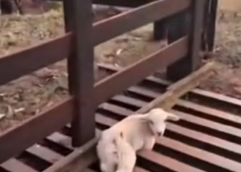 H0303031_Kindness changes lives #animal #lamblovers