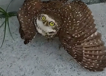 H0303032_Rescuing baby owl then… #animals