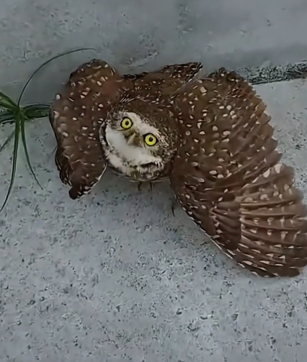 H0303032_Rescuing baby owl then… #animals