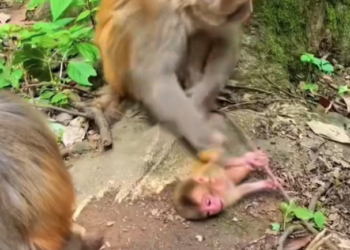 H0303033_Baby monkey was being abused its mother