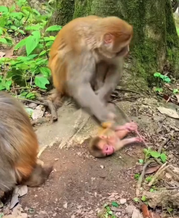 H0303033_Baby monkey was being abused its mother