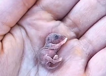 H0303034_grain of rice to tiny life of love