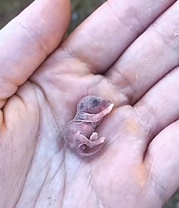 H0303034_grain of rice to tiny life of love