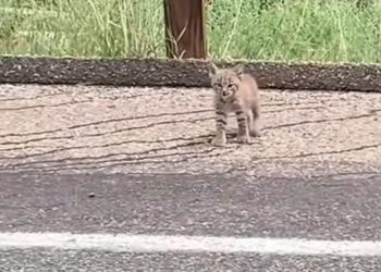 H0303035_kind woman adoptes baby bobcat abandoned