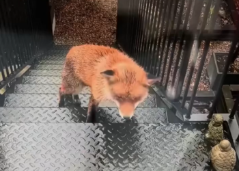 H0303036_Luckily fox #rescue #heartwarming #animals