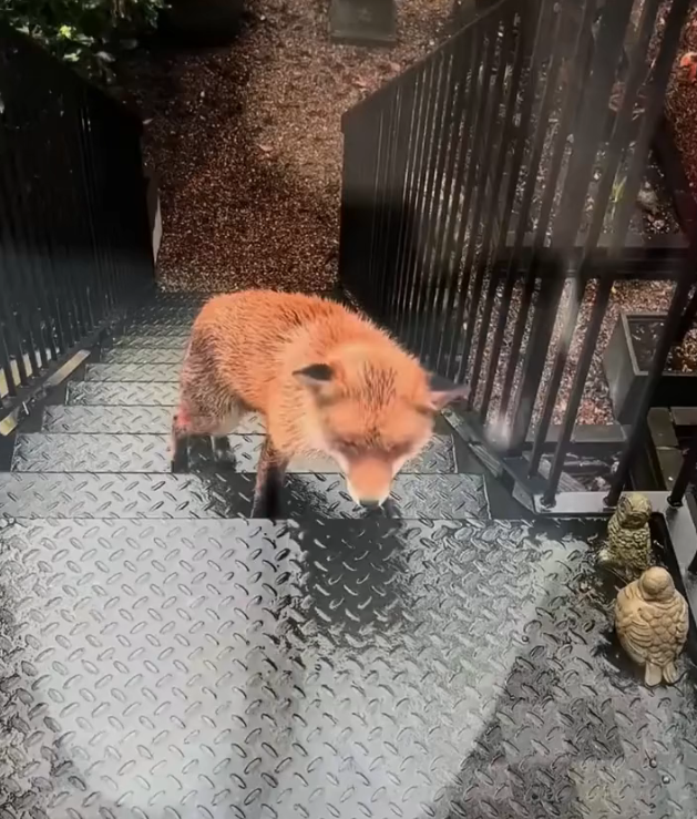 H0303036_Luckily fox #rescue #heartwarming #animals