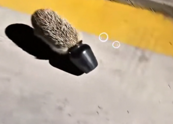 H0303037_He stopped when no one else did is why