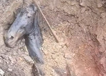 H0303038_Follow join me on my animal rescue journey