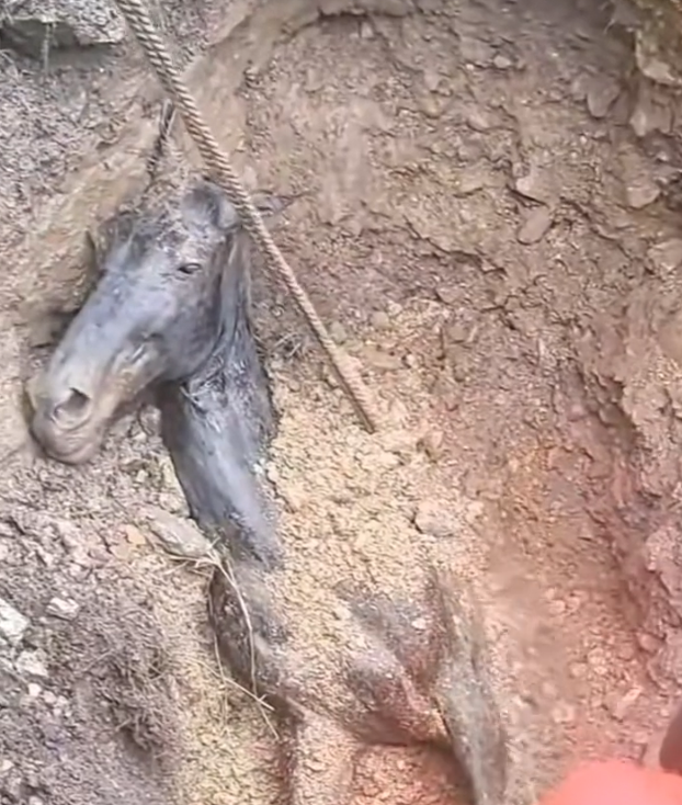 H0303038_Follow join me on my animal rescue journey