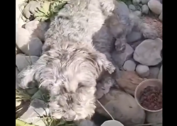 H2802012 This life nearly faded away