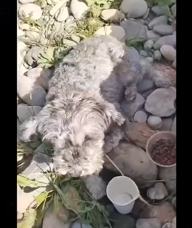 H2802012 This life nearly faded away