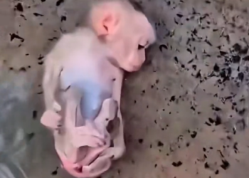 H0303039_Found alone in rain, baby monkey