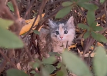 H0303040_Rescued kittens who were stafving to death after